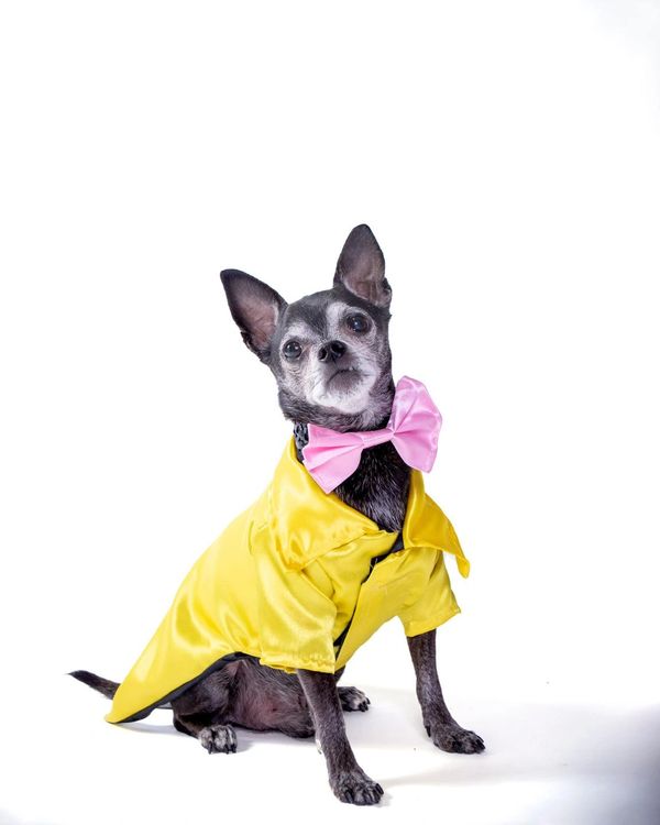 The Posh Pet Boutique Dog Clothes, Dog Boutique